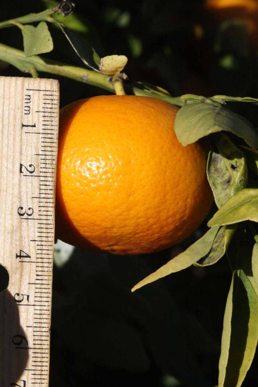            Fruit (Riverside, CA)   